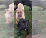 Puppy Puppy 3 Cane Corso