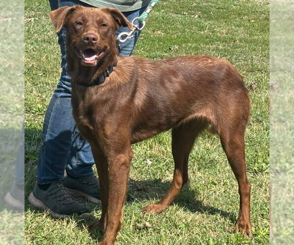 Medium Photo #2 Labrador Retriever-Unknown Mix Puppy For Sale in Rustburg, VA, USA