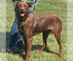 Small Photo #2 Labrador Retriever-Unknown Mix Puppy For Sale in Rustburg, VA, USA