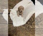 Puppy 6 Bichpoo