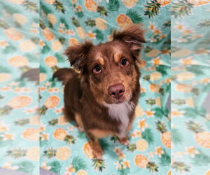 Border-Aussie Dogs for adoption in FAIRLAWN, OH, USA
