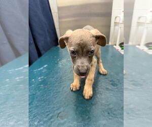 Rat Terrier-Unknown Mix Dogs for adoption in Mobile, AL, USA