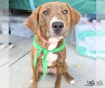 Small #2 Plott Hound Mix