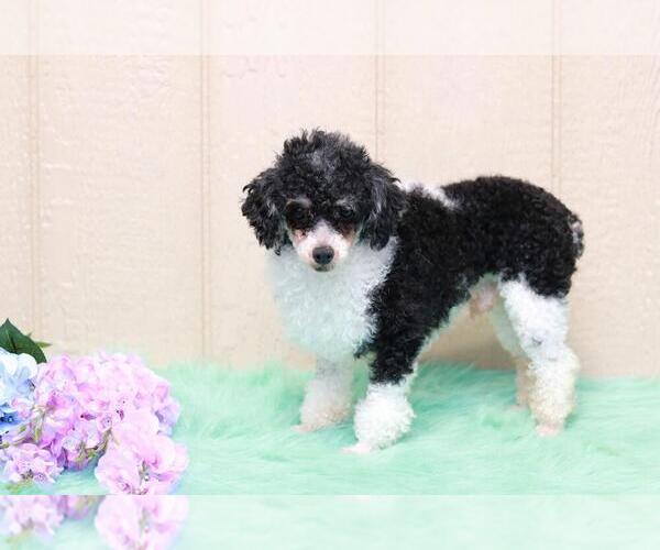Medium Photo #1 Bernedoodle Puppy For Sale in DUNDEE, OH, USA