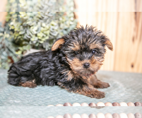 Medium Photo #3 Yorkshire Terrier Puppy For Sale in QUARRYVILLE, PA, USA