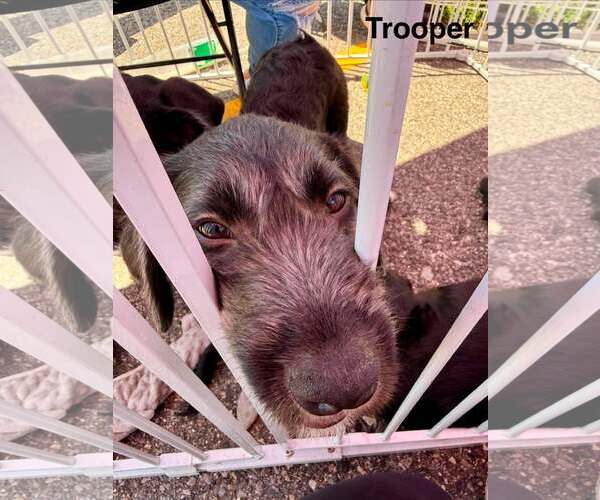 Medium Photo #3 Labrador Retriever-Unknown Mix Puppy For Sale in pomfret, CT, USA