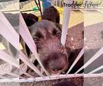 Small #2 Labrador Retriever Mix