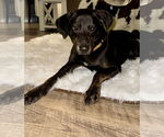 Small #3 Labrador Retriever Mix