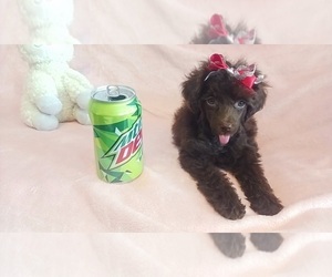 Poodle (Toy) Puppy for sale in SOUTHGATE, MI, USA
