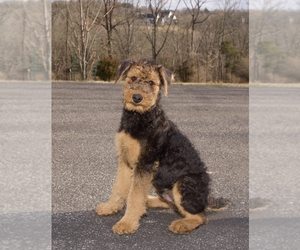 Medium Photo #2 Airedale Terrier Puppy For Sale in LAMBERTVILLE, NJ, USA