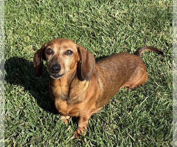 Medium Photo #1 Dachshund Puppy For Sale in Hesperia, CA, USA