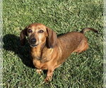 Small Dachshund