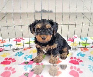 Yorkshire Terrier Puppy for sale in ORO VALLEY, AZ, USA