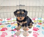 Small Yorkshire Terrier
