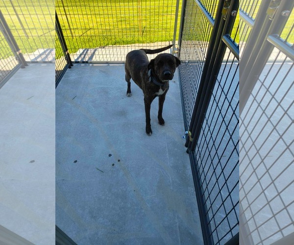 Medium Photo #5 Catahoula Leopard Dog-Unknown Mix Puppy For Sale in Stover, MO, USA