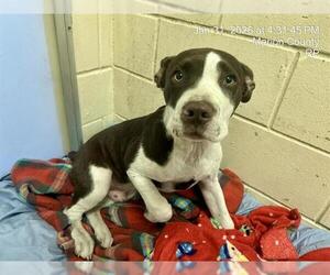 American Pit Bull Terrier-Unknown Mix Dogs for adoption in Ocala, FL, USA