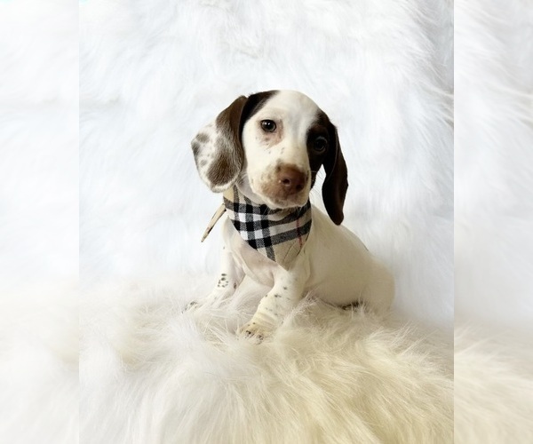 Medium Photo #2 Dachshund Puppy For Sale in DAVIS, CA, USA