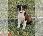 Small Photo #12 Texas Heeler Puppy For Sale in CENTRALIA, IL, USA