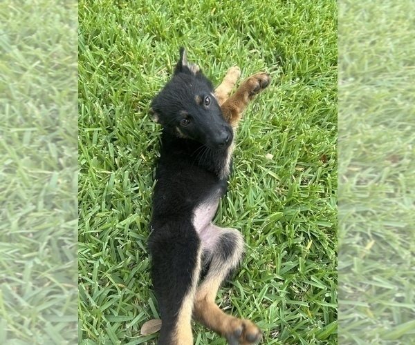 Medium Photo #16 German Shepherd Dog Puppy For Sale in TEMPLE, TX, USA