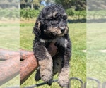 Small Photo #29 Bernedoodle-Golden Mountain Dog Mix Puppy For Sale in DAVIS, CA, USA