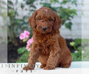 Goldendoodle (Miniature) Puppy for sale in LITITZ, PA, USA