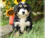 Small Photo #9 Miniature Bernedoodle Puppy For Sale in MILLERSBURG, OH, USA