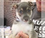 Small #1 Retriever  Mix