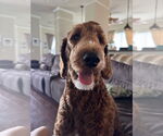 Small #7 Poodle (Standard)