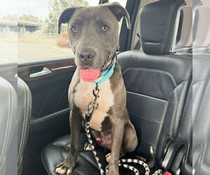 Scottie - Male Labrador Retriever-Staffordshire Bull Terrier Mix Dog for Adoption - Photo #11
