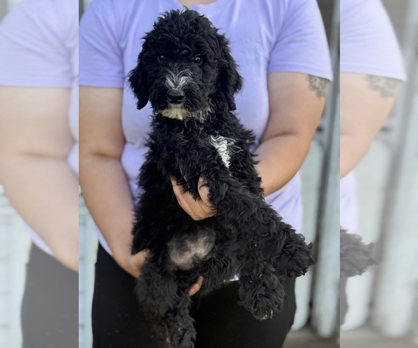 Medium Photo #9 Sheepadoodle Puppy For Sale in WARSAW, VA, USA