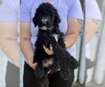Small #8 Sheepadoodle