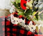Small Photo #3 French Bulldog Puppy For Sale in BARBOURVILLE, KY, USA