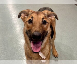 German Shepherd Dog-Unknown Mix Dogs for adoption in Moreno Valley, CA, USA