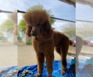 Poodle (Standard) Puppy for sale in PORTERVILLE, CA, USA