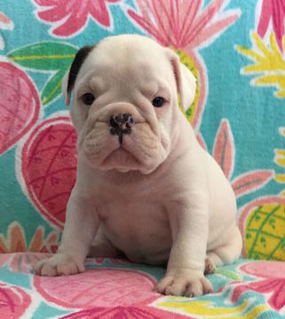 Medium Photo #1 English Bulldog Puppy For Sale in CHARLESTON, SC, USA