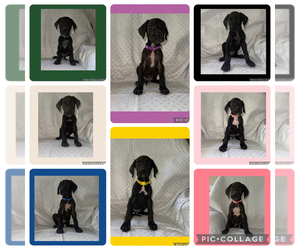 Great Dane Puppy for sale in SMITHFIELD, NC, USA