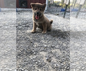 Shiba Inu Puppy for sale in HARRISBURG, MO, USA