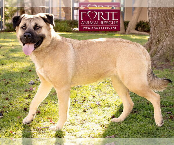 Medium Photo #6 Akita-American Staffordshire Terrier Mix Puppy For Sale in Marina del Rey, CA, USA