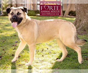 Annie - Female Akita-American Staffordshire Terrier Mix Dog for Adoption - Photo #6
