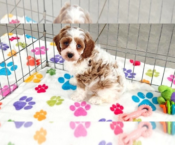 Medium Photo #7 Cavapoo (Miniature)-Poodle (Toy) Mix Puppy For Sale in ORO VALLEY, AZ, USA