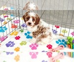 Small #6 Cavapoo (Miniature)-Poodle (Toy) Mix
