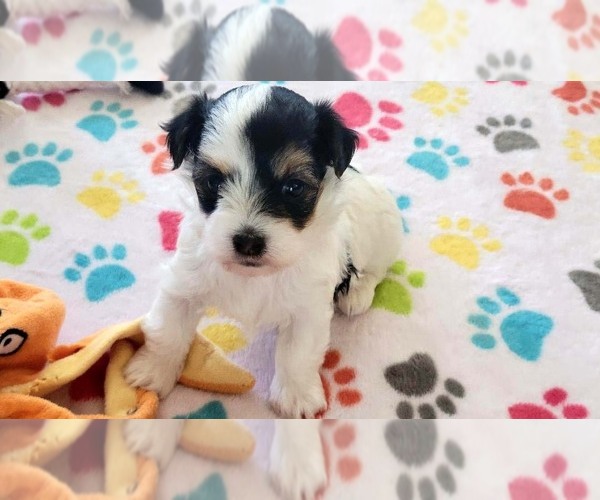 Medium Photo #12 Havanese Puppy For Sale in ORO VALLEY, AZ, USA