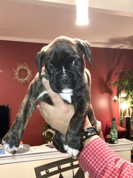 Medium Photo #2 Boxer Puppy For Sale in ABERDEEN, NJ, USA
