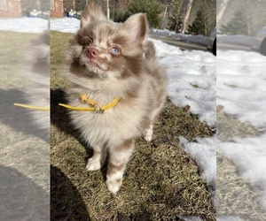 Pomeranian Puppy for sale in N NATICK, MA, USA