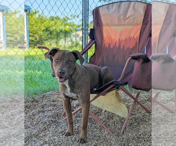 Medium Photo #3 Labrador Retriever-Unknown Mix Puppy For Sale in Anniston, AL, USA