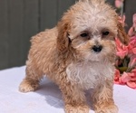 Small #4 Poodle (Miniature)
