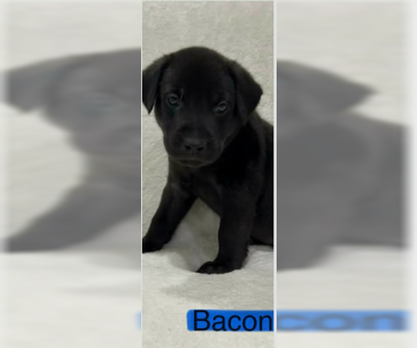 Medium Photo #5 Labrador Retriever-Unknown Mix Puppy For Sale in SHERBURNE, NY, USA