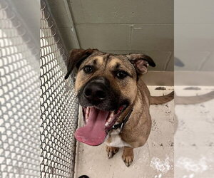 German Shepherd Dog-Unknown Mix Dogs for adoption in Webster, WI, USA