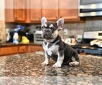 Small #7 French Bulldog