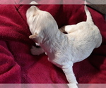Small Photo #9 Goldendoodle Puppy For Sale in COVINGTON, GA, USA